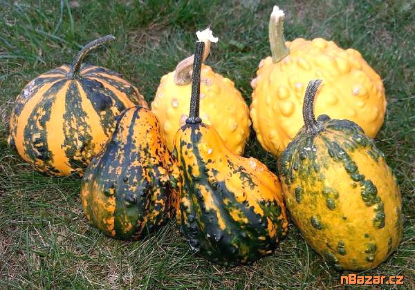 Tykev okrasná - Z Bradavic - semena Tykev okrasná - Z Bradavic - semena