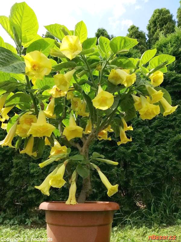 Řízek Brugmansia Goldface - Andělská trumpeta