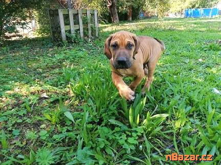 Brazilská fila, štěňata s PP