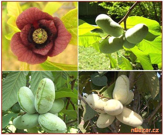 Asimina Triloba - Stratifikovaná semena