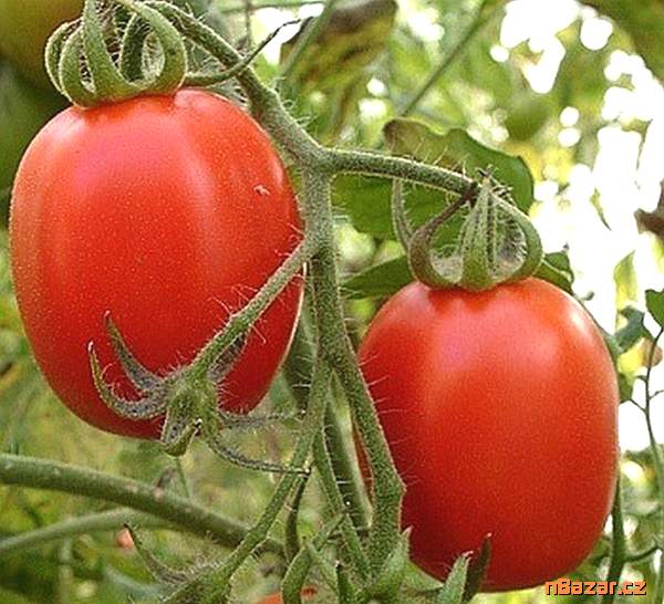 Rajče Salus - semena