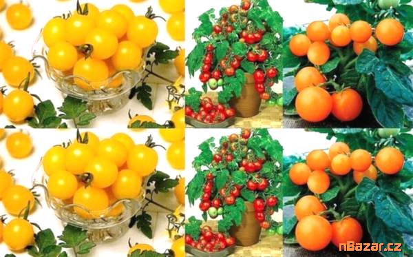 Rajče set tří druhů Aztek, Vilma a Venus - semena