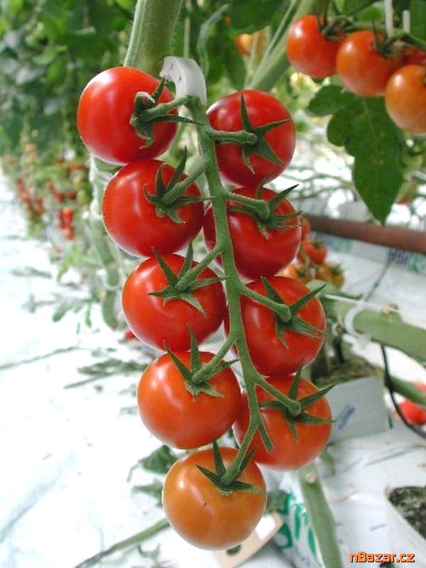 Rajče Spencer - semena