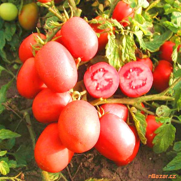 Rajče Šejk - semena