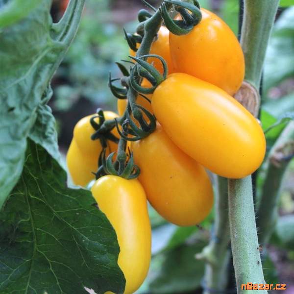 Rajče Taiko - semena