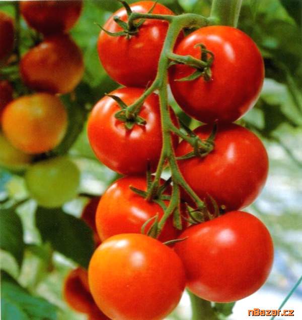 Rajče Tastier F1 - semena