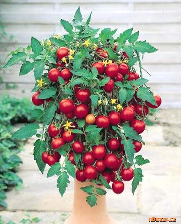 Rajče truhlíkové Tumbling Tom Red - semena