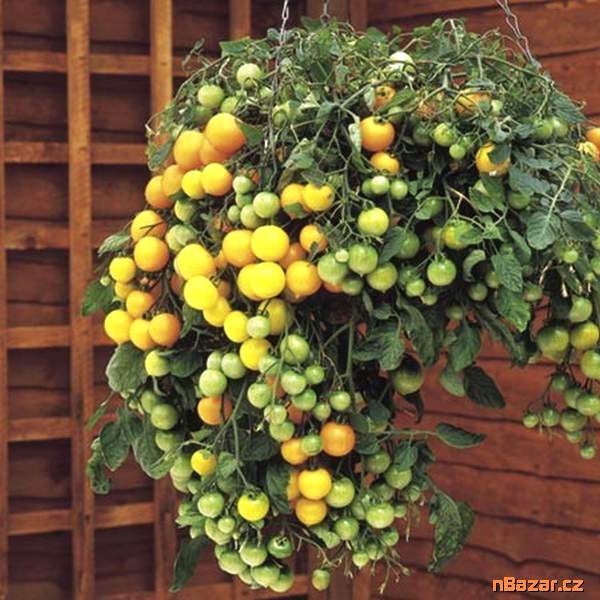 Rajče truhlíkové Tumbling Tom Yellow - semena