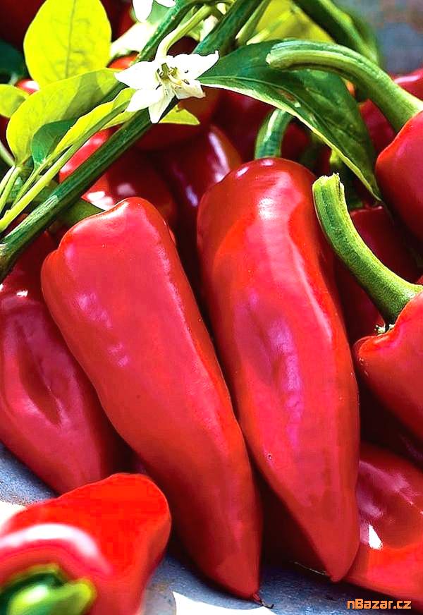 Paprika Wika - semena