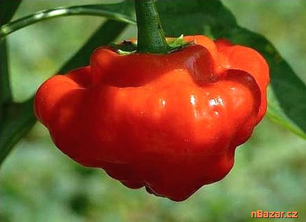 Chilli Mushroom red - semena