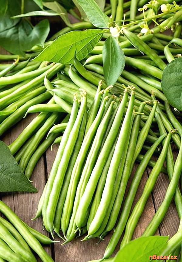 Fazol keříčkový Arkana na lusky - semena Fazol keříčkový Arkana na lusky - semena