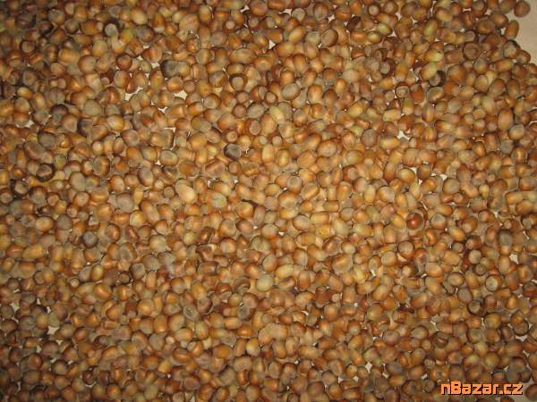 lískové ořechy lískové ořechy