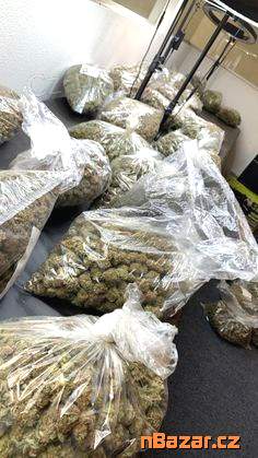 konopím INDICA,SATIVA,HYBRID whatsapp(735574386)