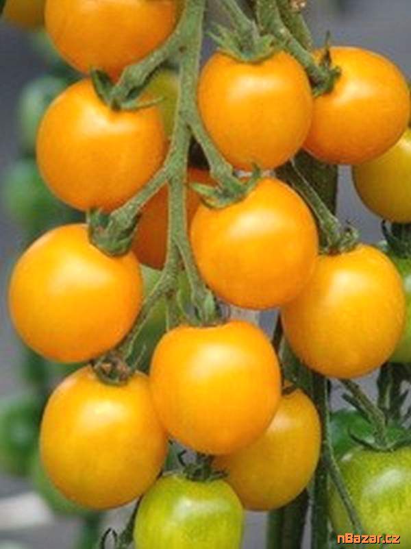 Rajče Goldkrone - semena Rajče Goldkrone - semena