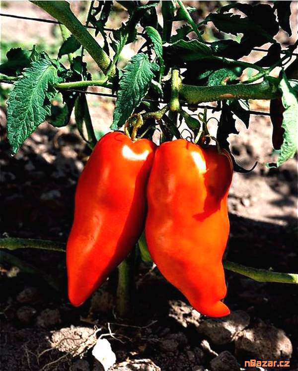 Rajče Hugo - semena