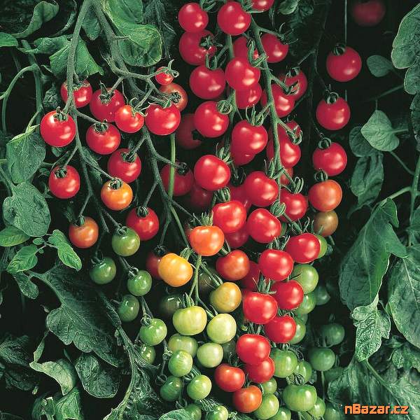 Rajče Charmant F1 - semena