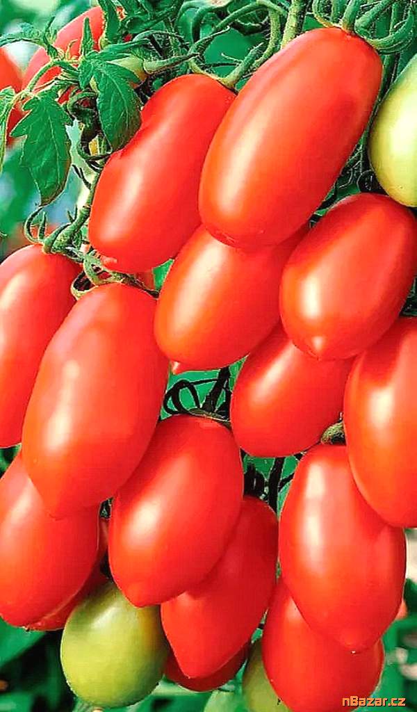 Rajče San Marzano Gigante 3 - semena