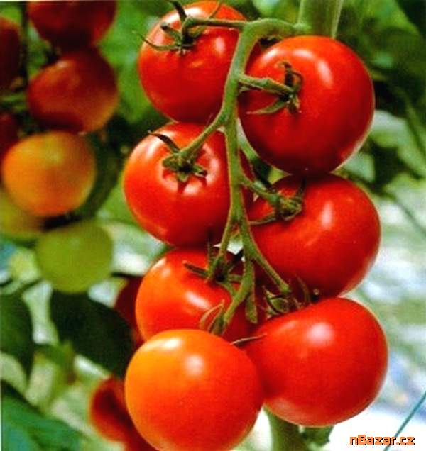 Rajče Tornado F1 - semena Rajče Tornado F1 - semena