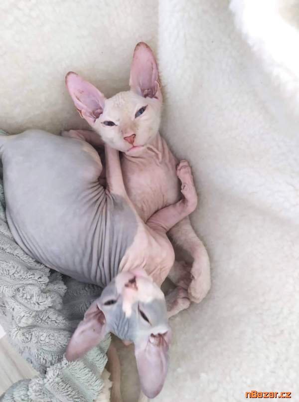 Don sphynx