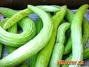 Arménská okurka Tortarello Verde Barese