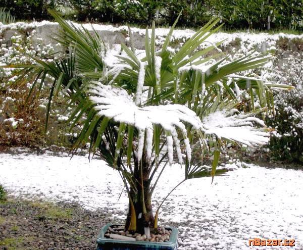 100 x semeno Palma Trachycarpus Fortunei Zvýhodně