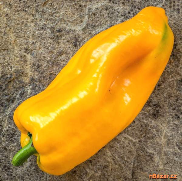 100 x semeno Paprika Patricie Zvýhodněná nabídka