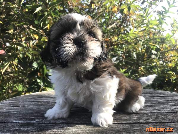 štěňátka shih-tzu s pp (shihtzu, ši-tzu)