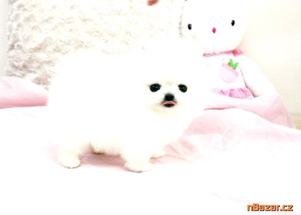 Německý špic trpasličí (pomeranian) - štěnata s p