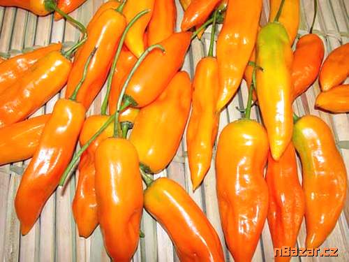 Chilli Aji Amarillo - semena