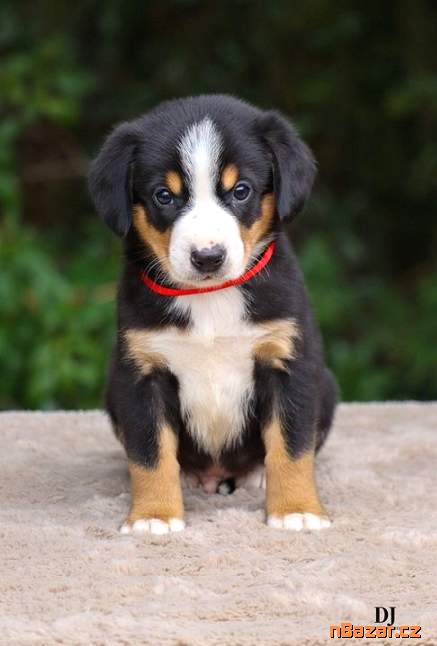 Entlebušský salašnícky pes Entlebušský salašnícky pes