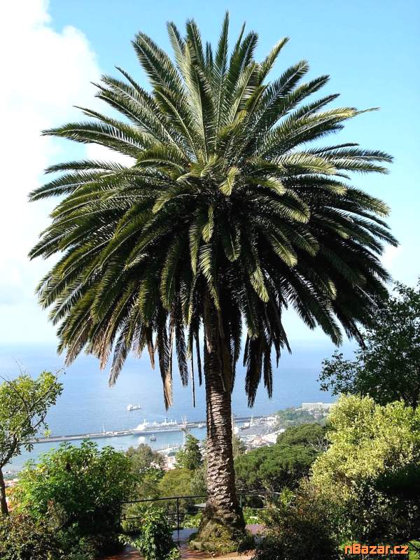 naklíčená semena palma Phoenix canariensis