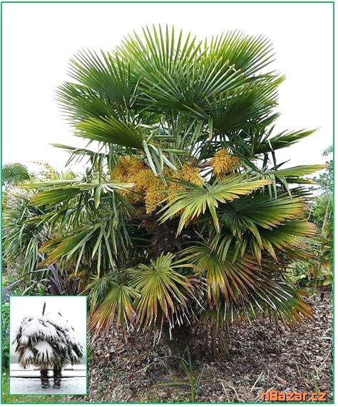 sazenice palmaTrachycarpus Fortunei 1-2 první lis