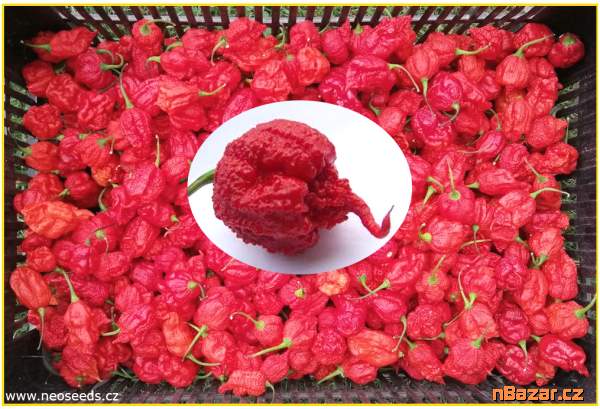 Chilli Carolina reaper - semena