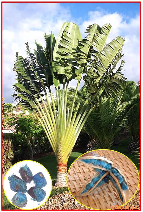 Ravenala Madagascariensis - Palma poutníků - seme