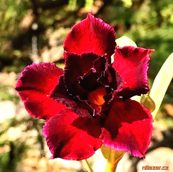 semena Adenium obesum black swan