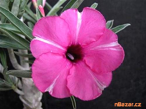 semena Adenium obesum diamond ring