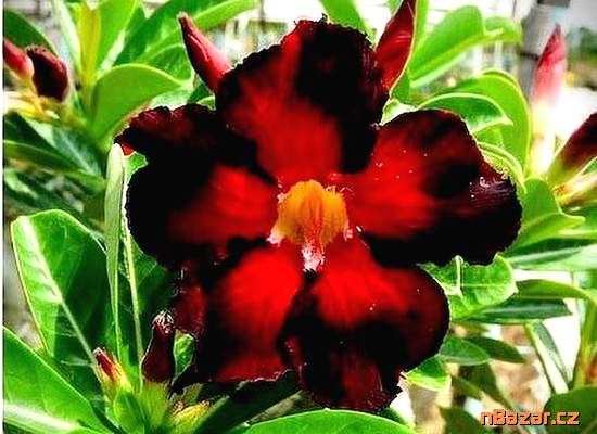 semena Adenium obesum double black fire