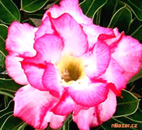 semena Adenium obesum double lilliput