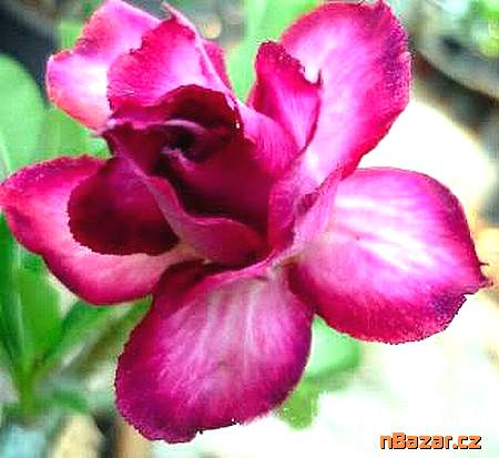 semena Adenium obesum double violet