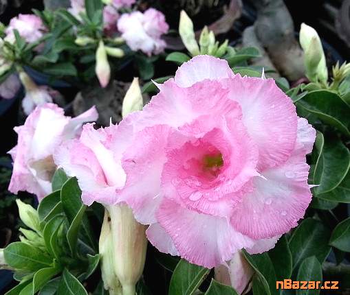 semena Adenium obesum namwan