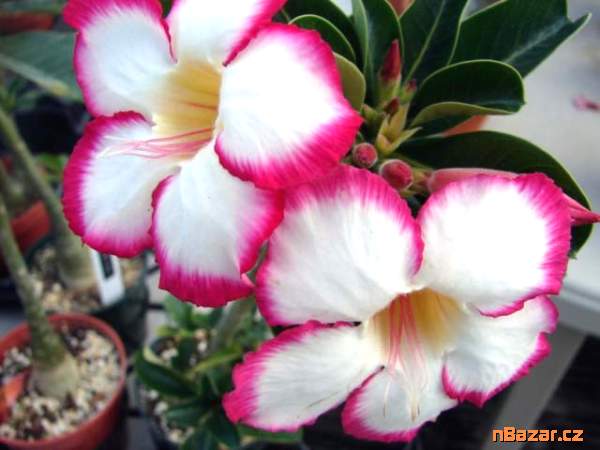 semena Adenium obesum noble concubine