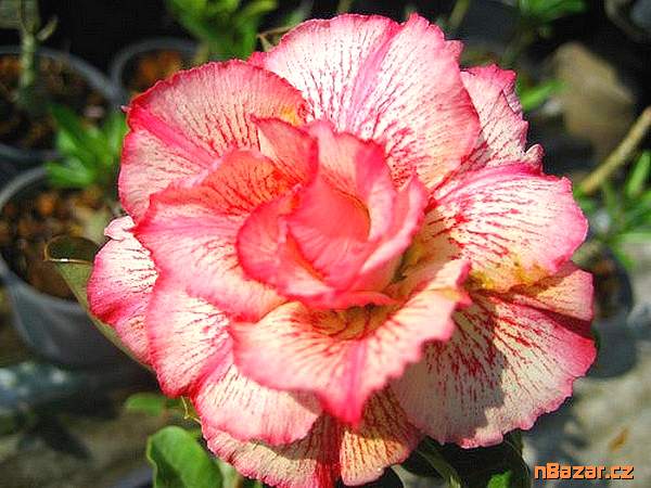 semena Adenium obesum petsayrung