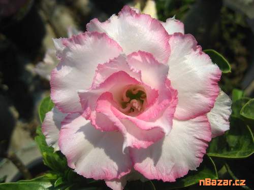 semena Adenium obesum ploypakay