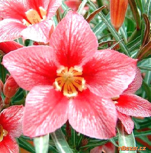 semena Adenium obesum red flabellate
