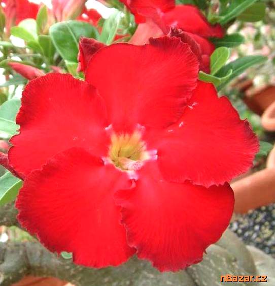 semena Adenium obesum red star Taiwan