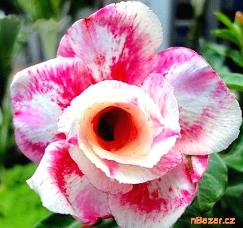 semena Adenium obesum wanjai