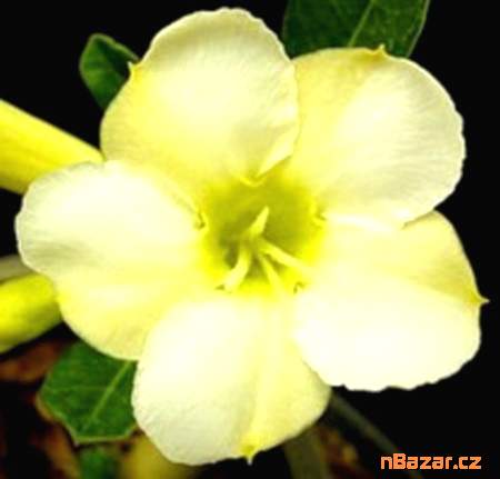 semena Adenium obesum white cream