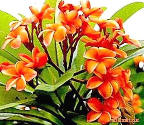 semena Plumeria Frangipani Coral Orange