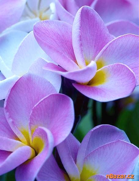 semena Plumeria Frangipani I Will Survive