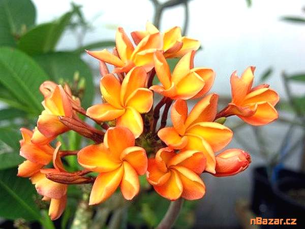 semena Plumeria Frangipani Orange